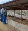 Elegidos los toros ensogados de las Fiestas del Ángel 2023