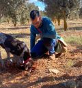 El calor estival merma una campaña trufera que ha sido “mejor de lo que se preveía”