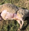 Nuevo ataque a las ovejas, esta vez en Castelserás y  por acción de varios perros