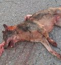 Muere atropellado un lobo en la N-232 en Alcañiz