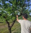 Una nueva helada deja ‘tocada’ la cosecha de la almendra en Matarraña y Bajo Aragón