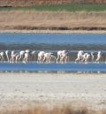 El vaso de la Laguna de Gallocanta presenta su mejor estado ecológico de los últimos 30 años