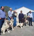 La DPT contará con una pareja de mastines del Pirineo para poner en marcha un proyecto de reproducción