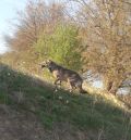 Una cámara de fototrampeo capta a un nuevo lobo en Híjar que acompaña a la loba ya identificada