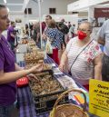 Monreal del Campo espera superar las 6.000 visitas en la III Feria del Azafrán