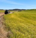 Las cooperativas agroalimentarias estiman que la reducción de la cosecha de cereal será del 44%