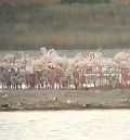 Los flamencos se reproducen por segundo año consecutivo en el entorno de la Laguna de Gallocanta