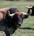 Peñajara de Casta Jijona: el encaste único que tiñe de color la dehesa brava y de bravura las plazas de toros