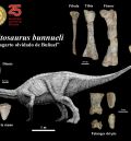 Investigadores de la Fundación Dinópolis descubren el mayor dinosaurio ornitópodo del Jurásico de Europa