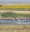 La laguna de Gallocanta afronta un nuevo periodo de sequía con una lámina de agua de 27 centímetros