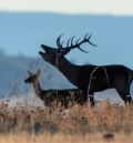 Toman muestras para averiguar la causa de la muerte de una decena de ciervos en los Montes Universales