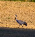 En Finlandia con la grulla Josefina: tres turolenses recorren 3.600 kilómetros para encontrarse con la icónica ave, la primera anillada que se avistó en Gallocanta en 1999