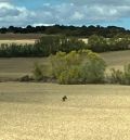 Atribuyen a perros un ataque a dos ovejas que tuvo lugar en la A-226 entre Calanda y  Mas de las Matas