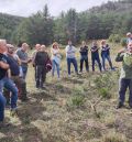 El muérdago y la sequía se han convertido  en la principal amenaza para los pinares de Gúdar-Javalambre y Albarracín