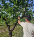 UPA denuncia un “plan orquestado” para “acabar con el almendro familiar en España”