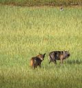 La pareja de lobos del Bajo Aragón está muy consolidada, aunque parece no tener crías