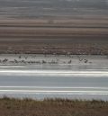 El Centro de Interpretación de  la Laguna de Gallocanta arranca  la temporada de visitas guiadas