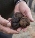 El pliego de la futura IGP Trufa de Teruel limita a la provincia tanto el cultivo como la conservación y el envasado