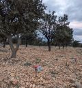 La investigación con nematodos en plantaciones de trufa continúa esta campaña por  la falta de resultados