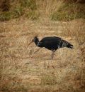 Un cazador desaprensivo abate en Alcorisa a una hembra de Ibis Eremita del Norte, en grave peligro de extinción