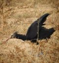 El Seprona y los APNs estrechan el cerco sobre el autor de la muerte de una hembra de ibis eremita del norte