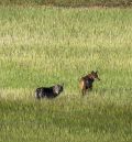 Dos asociaciones preparan unas jornadas en Alcañiz para debatir sobre convivencia con el lobo