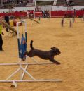 Utrillas se ha convertido este fin de semana en la capital española del Agility