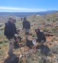 Jornada de plantación de árboles en Ejulve para mitigar la huella de carbono de la Silent Route