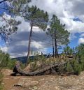 Los Pinares de Rodeno, objeto de estudio de dos finalistas del premio Aula Natural 2024
