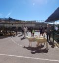 70 puestos comerciales y 30 ganaderos participan en la Feria de Mosqueruela