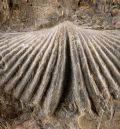 La vida marina del Paleozoico en Santa Cruz de Nogueras, en el Geolodía 25 de la provincia de Teruel