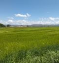 Los agricultores afrontan con optimismo la cosecha de cereal a pesar de las tormentas