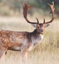 Los ciervos campan en el 10% de la superficie afectada por fauna salvaje