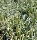 Agroseguro recibe daños por granizo en más de 2.000 hectáreas de cereal