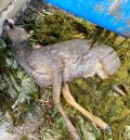 Al menos trece corzos se han ahogado en 25 días en la Estanca y el canal Calanda-Alcañiz