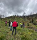 Recartografías planta pinos y carrascas en la zona quemada en su Finde Masovero