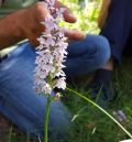 Las IX Jornadas de Orquídeas de la Sierra de Albarracín celebran una doble convocatoria en Moscardón y Terriente