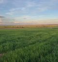 Las organizaciones agrarias se manifiestan el viernes para urgir medidas contra la fauna silvestre