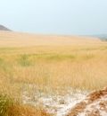 El pedrisco provoca daños en los campos  de cereal de El Poyo, Calamocha y Navarrete