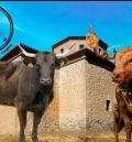 La Asociación El Trincherazo  de Santa Eulalia del Campo organiza tres festejos