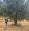 El proyecto europeo Respira apuesta por los olivares del Matarraña como motor de desarrollo rural