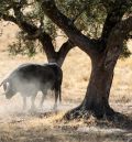 El picante del campo bravo: los enrazados y enclasados toros del hierro   de Aurora Algarra