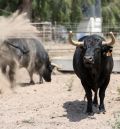 En el corazón de las marismas de Doñana  se forja la bravura de la ganadería Campos Peña