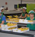 El sector del melocotón espera una buena campaña aunque no se fía de las tormentas