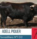 Diversidad ganadera en los actos taurinos de las fiestas de Mirambel