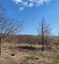 Un año después del fuego en el monte de Corbalán,  se confía en su restauración natural y espontánea