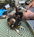 Teruel y Huesca participan en un proyecto nacional para la conservación del alimoche
