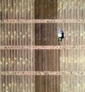 Los ensayos de cereal de invierno de Alcañiz  y Argente ofrecen resultados de gran valor sobre nuevas variedades