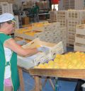 El melocotón mantiene buenas previsiones  de campaña aunque los precios van a la baja