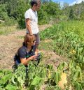 El CITA organiza una cata de tomates el 3 de septiembre en Santa Eulalia del Campo